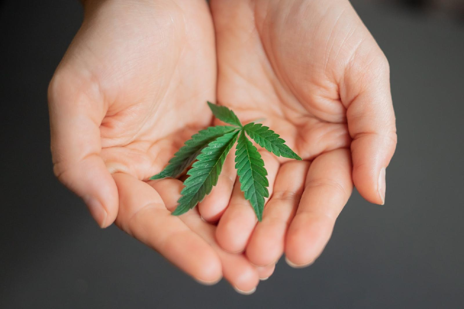 131319ce460b Decouvrez comment cultiver votre premier plant de cannabis en 10 etapes simples